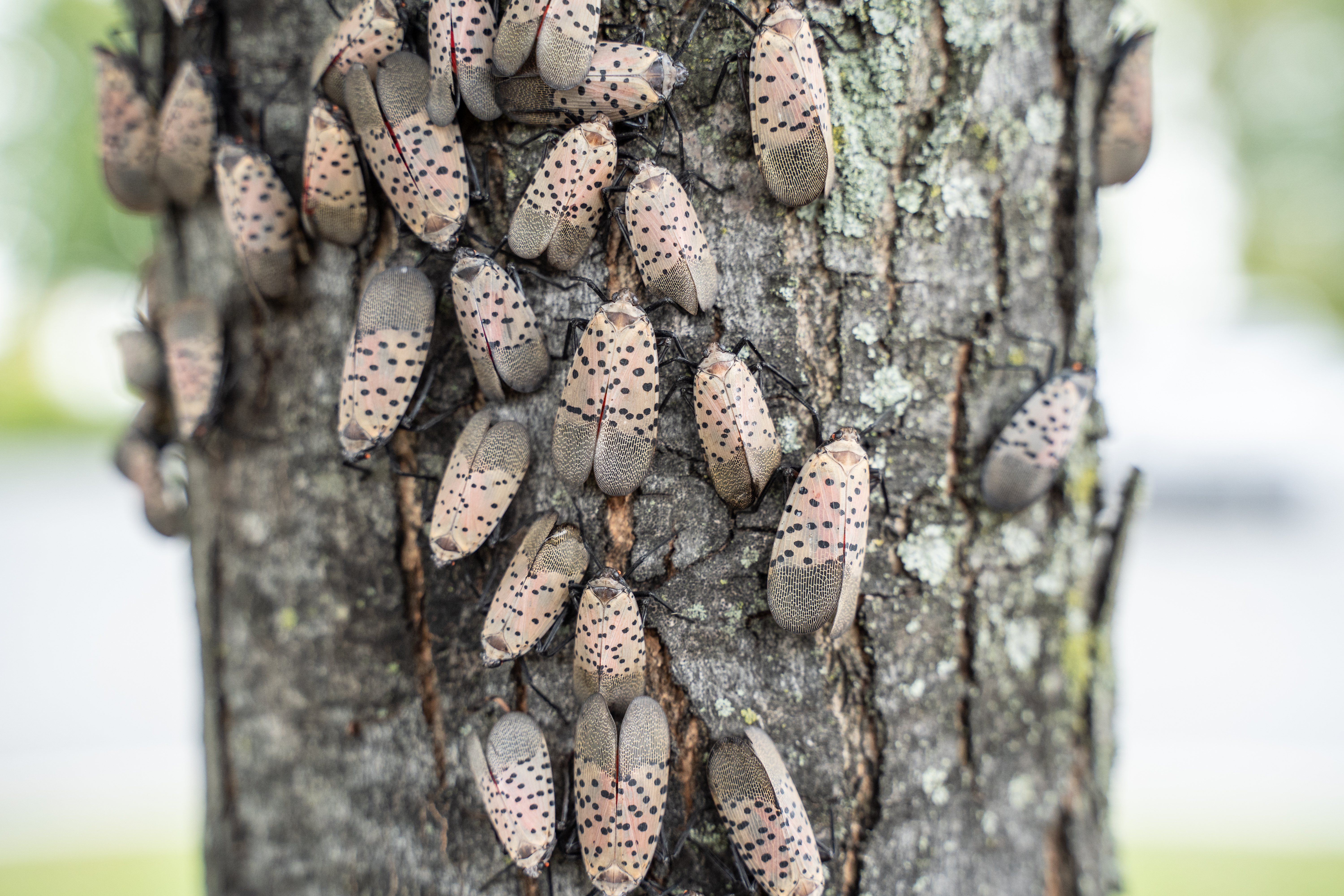 Spotted Lanternflies on Tree