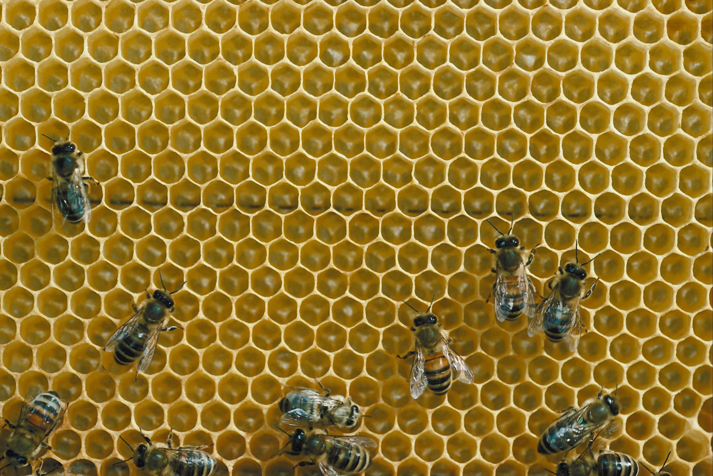 Honey bees on honeycomb