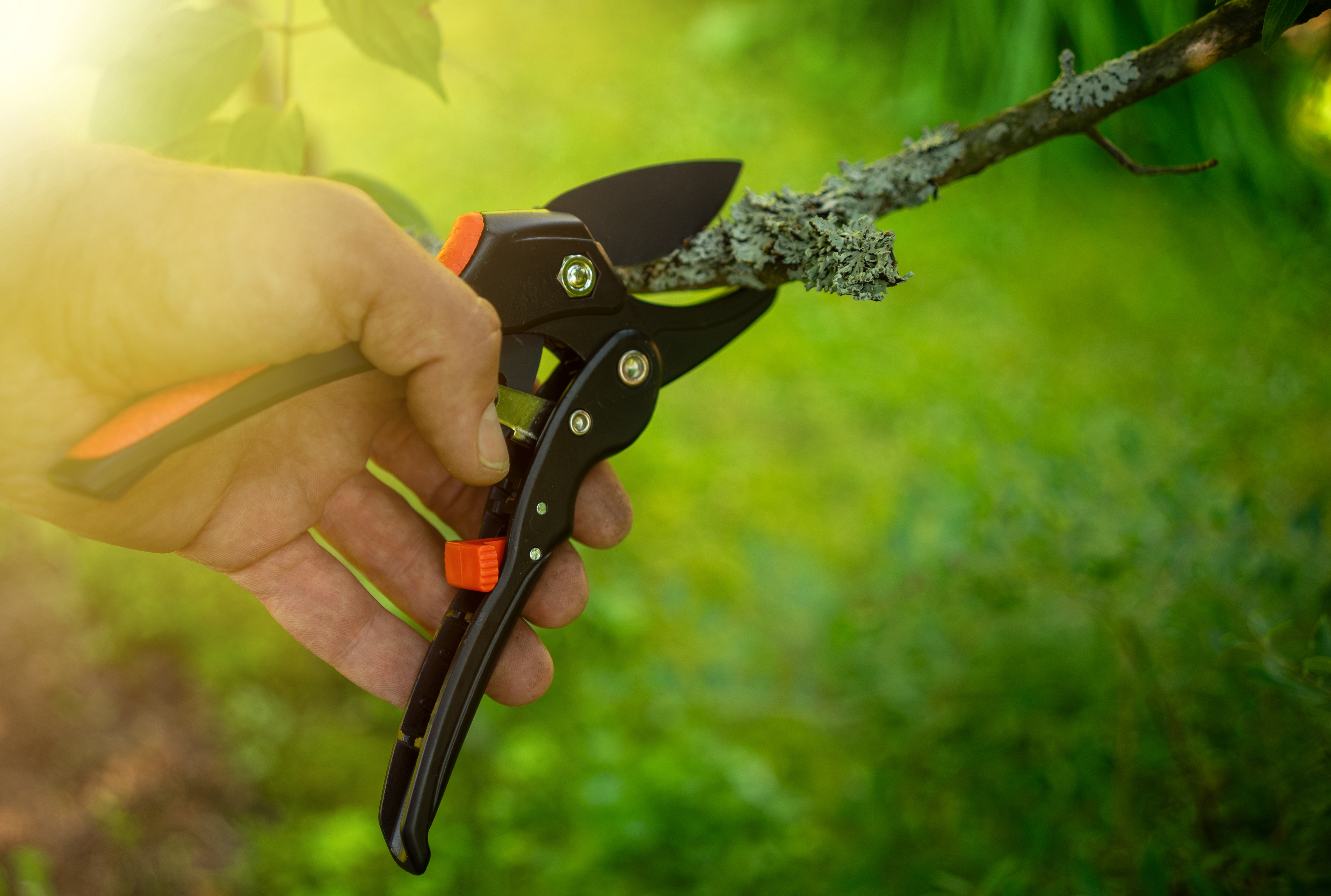 Pruning an fruit tree