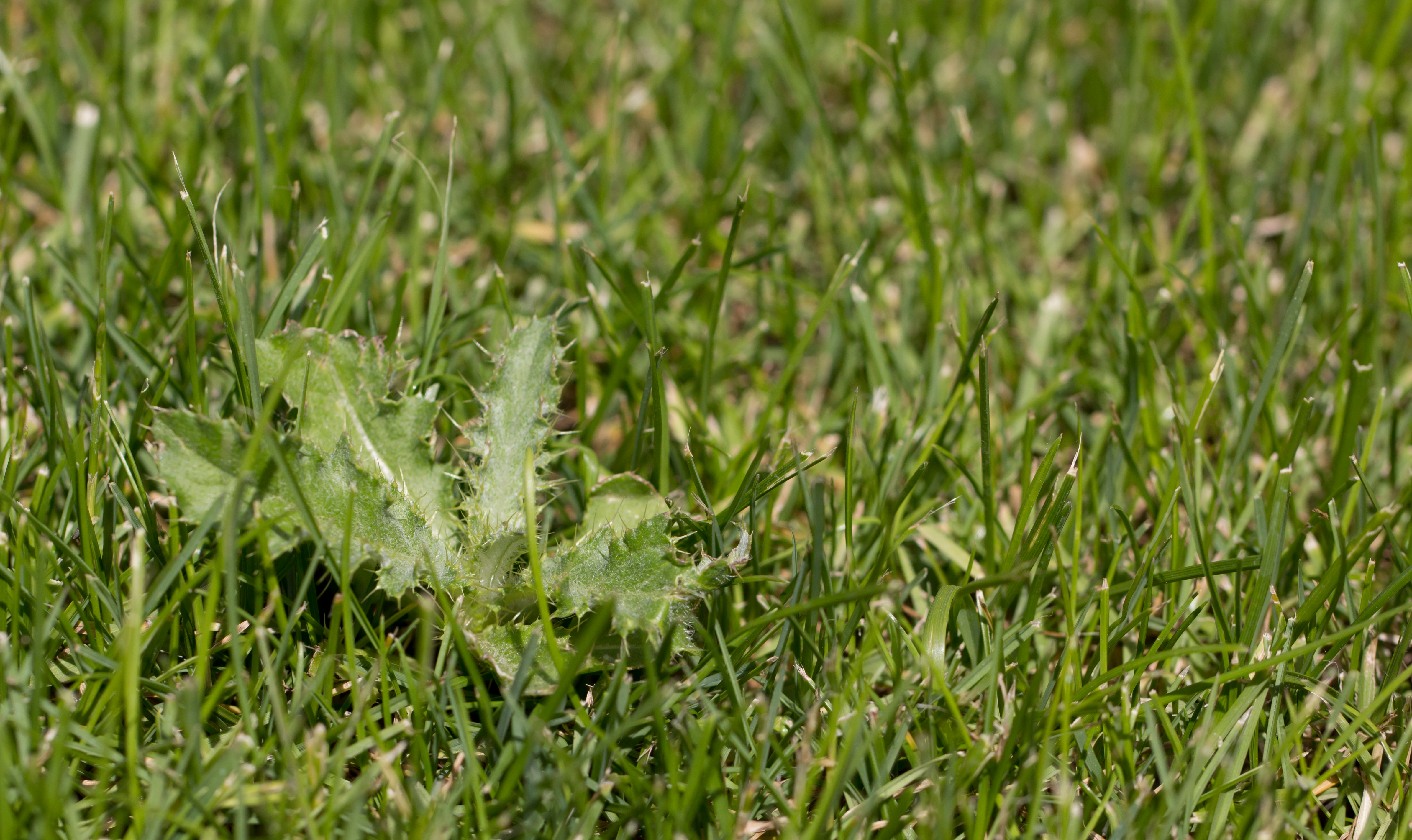 Weed in field