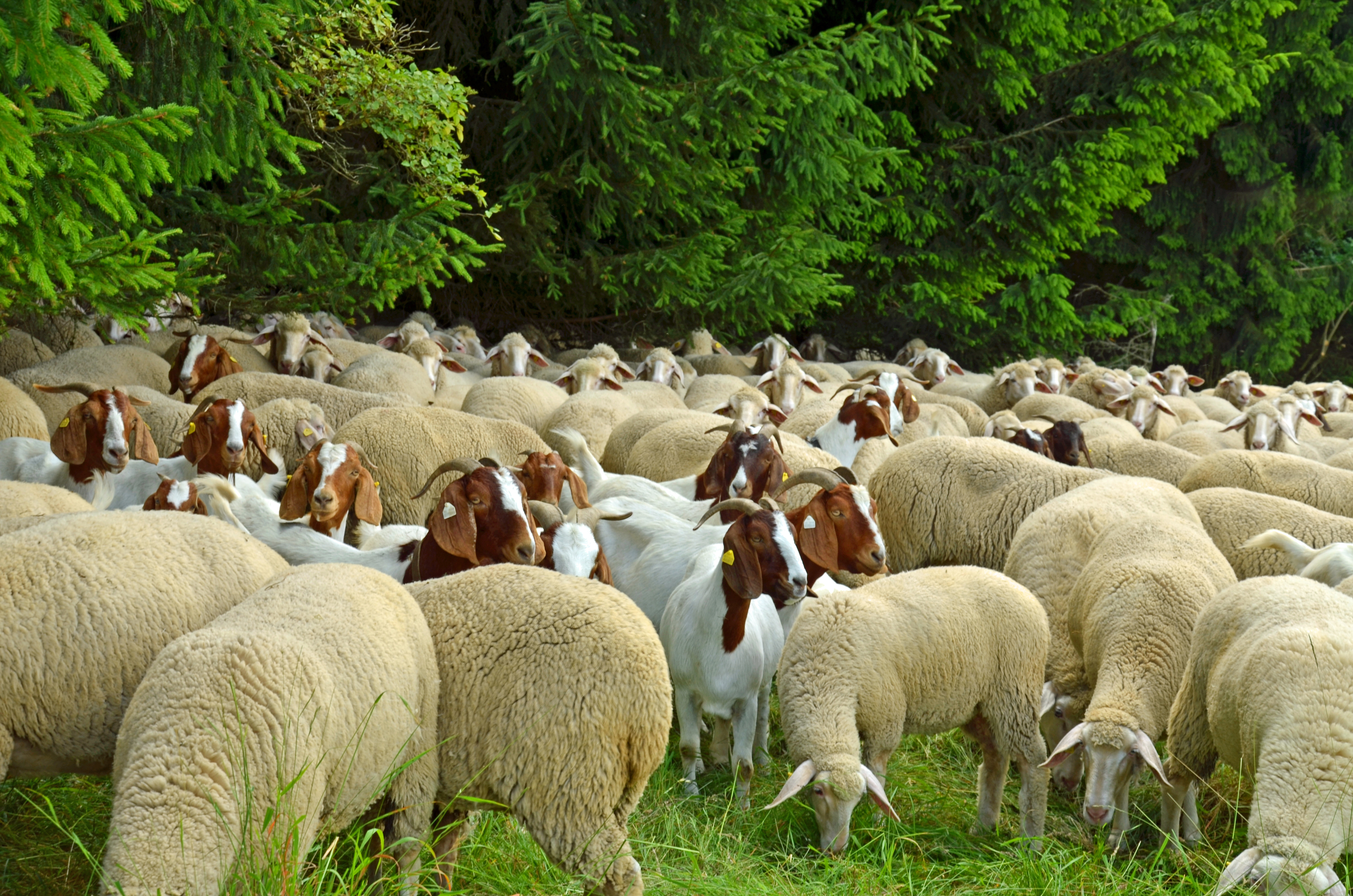 Sheep & goats in a field