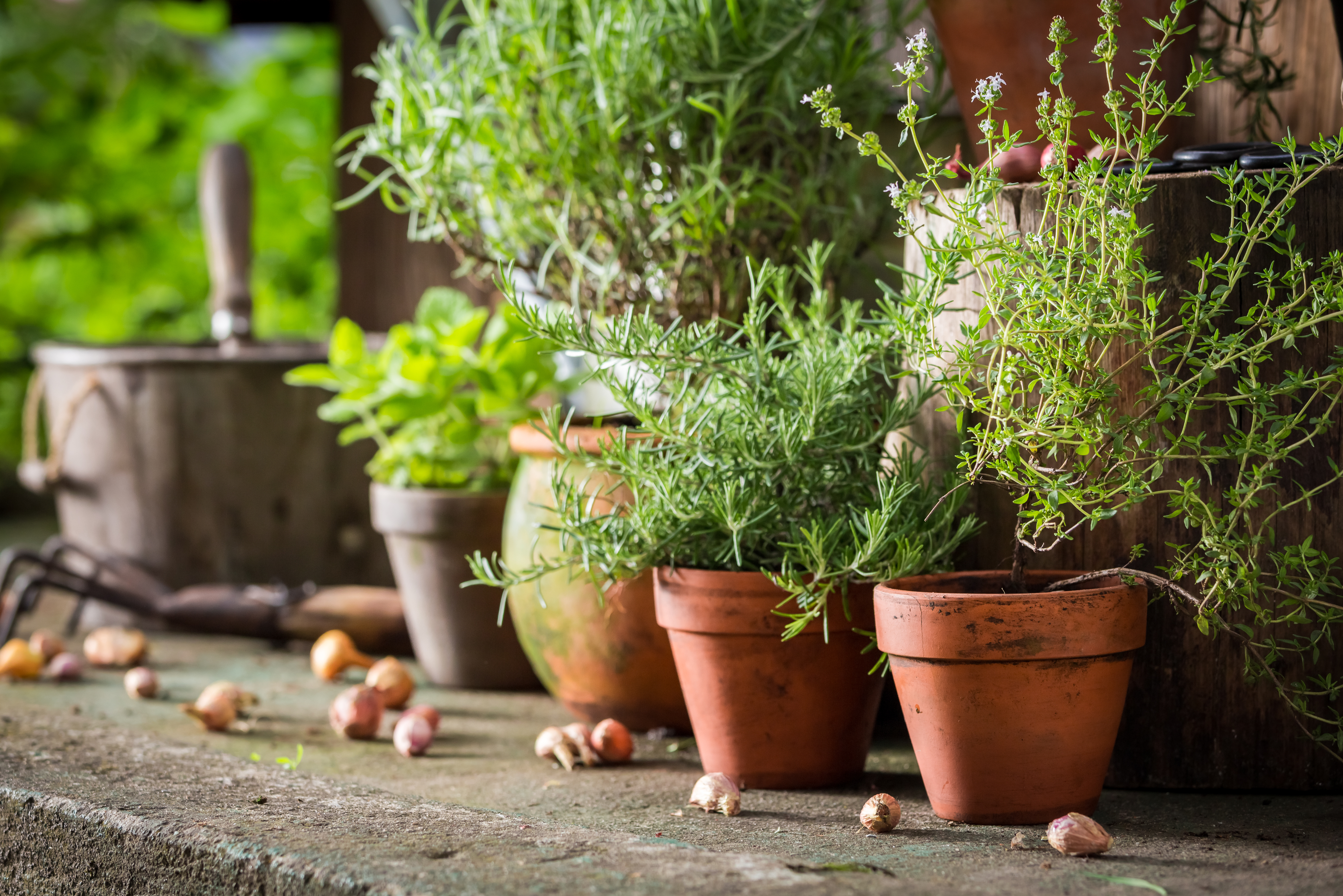 herbs in pots