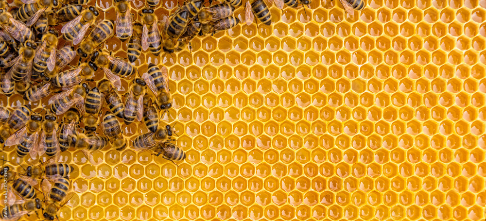 Honey bees on hive cells