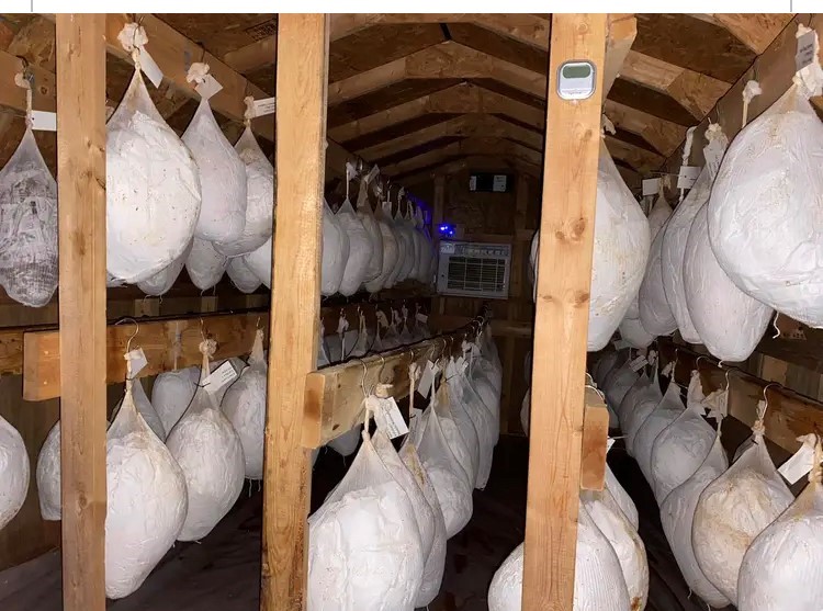 Hanging country hams