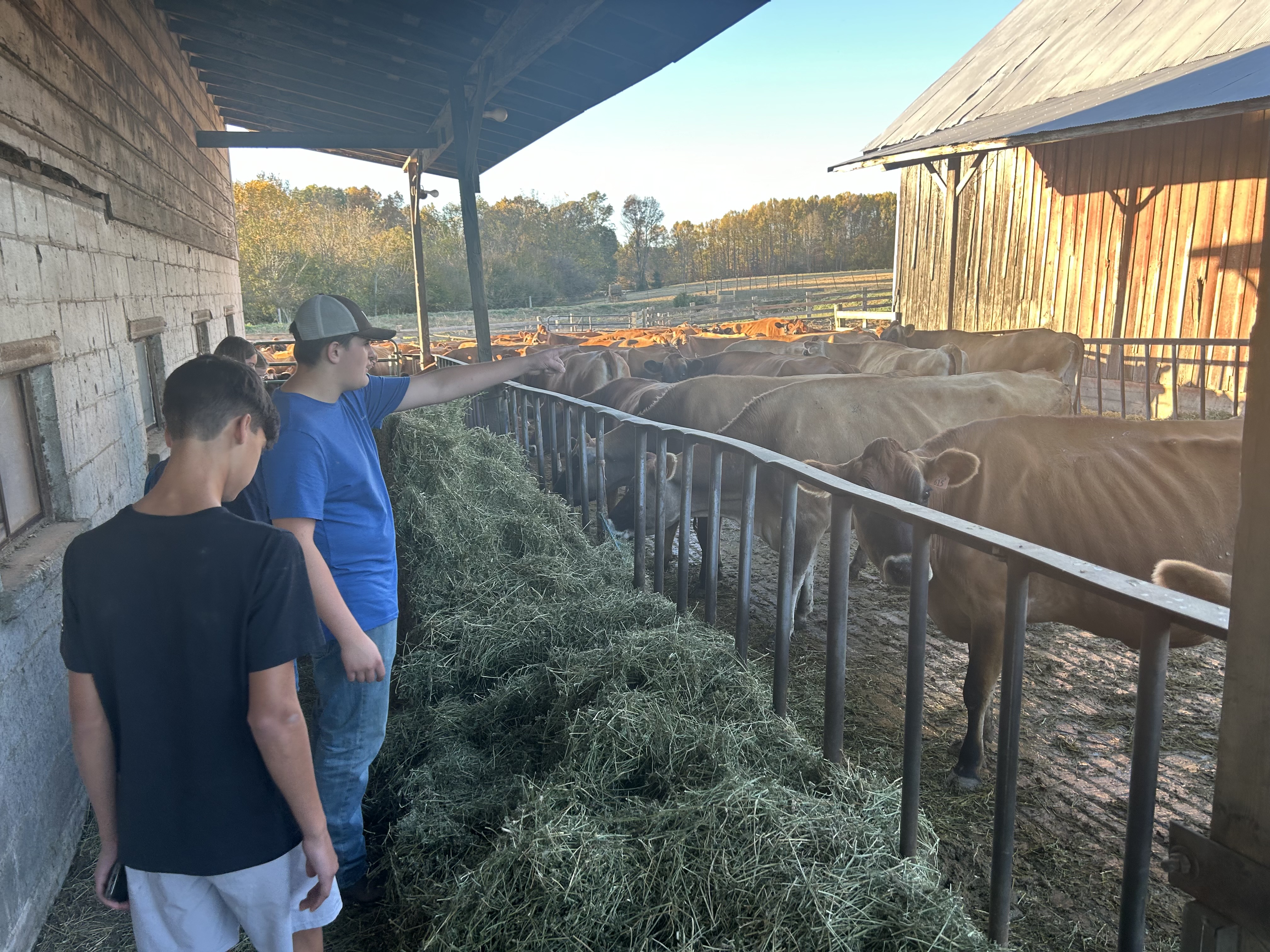 Boys looking at cattle