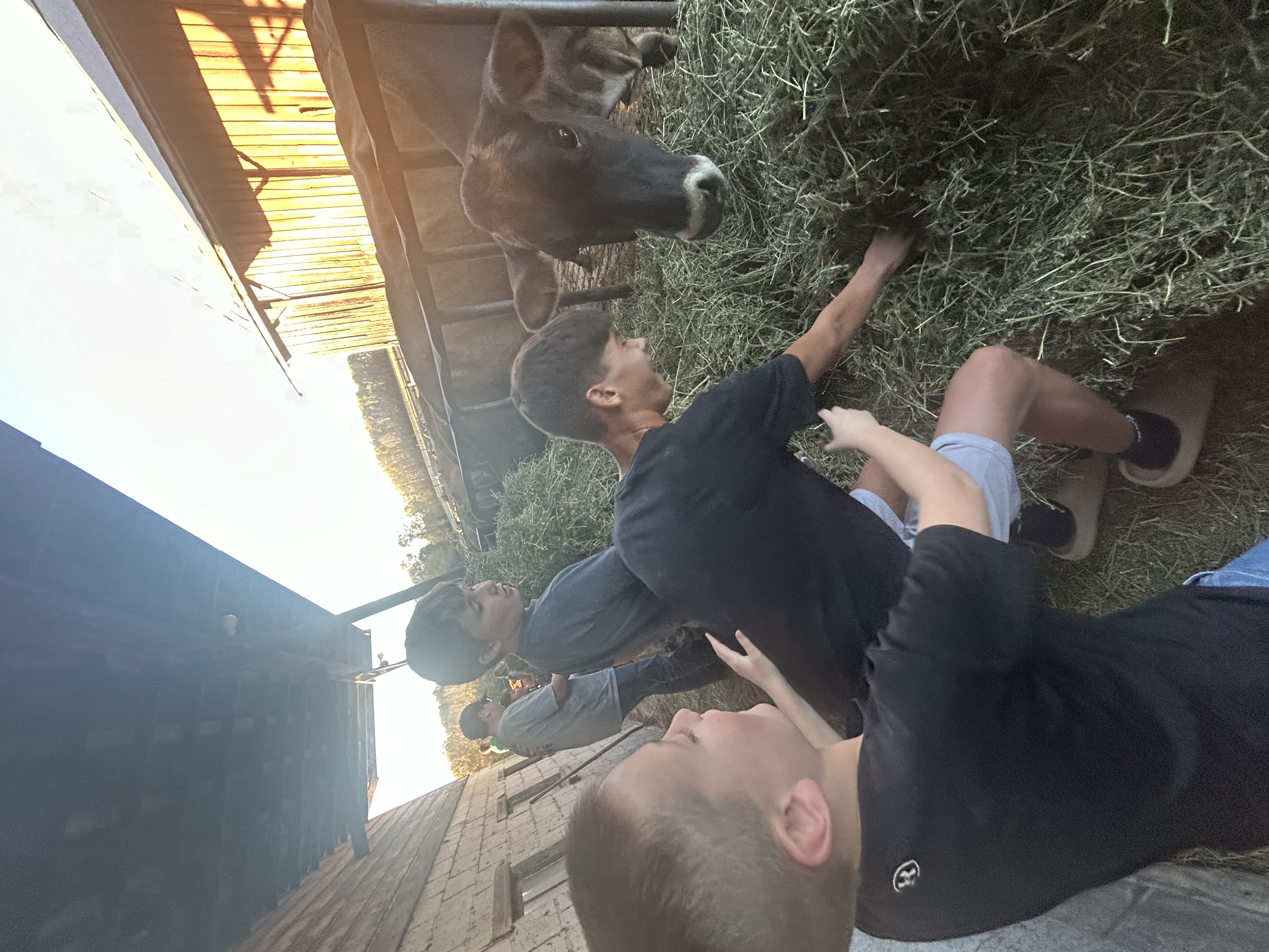 Boys looking at cattle