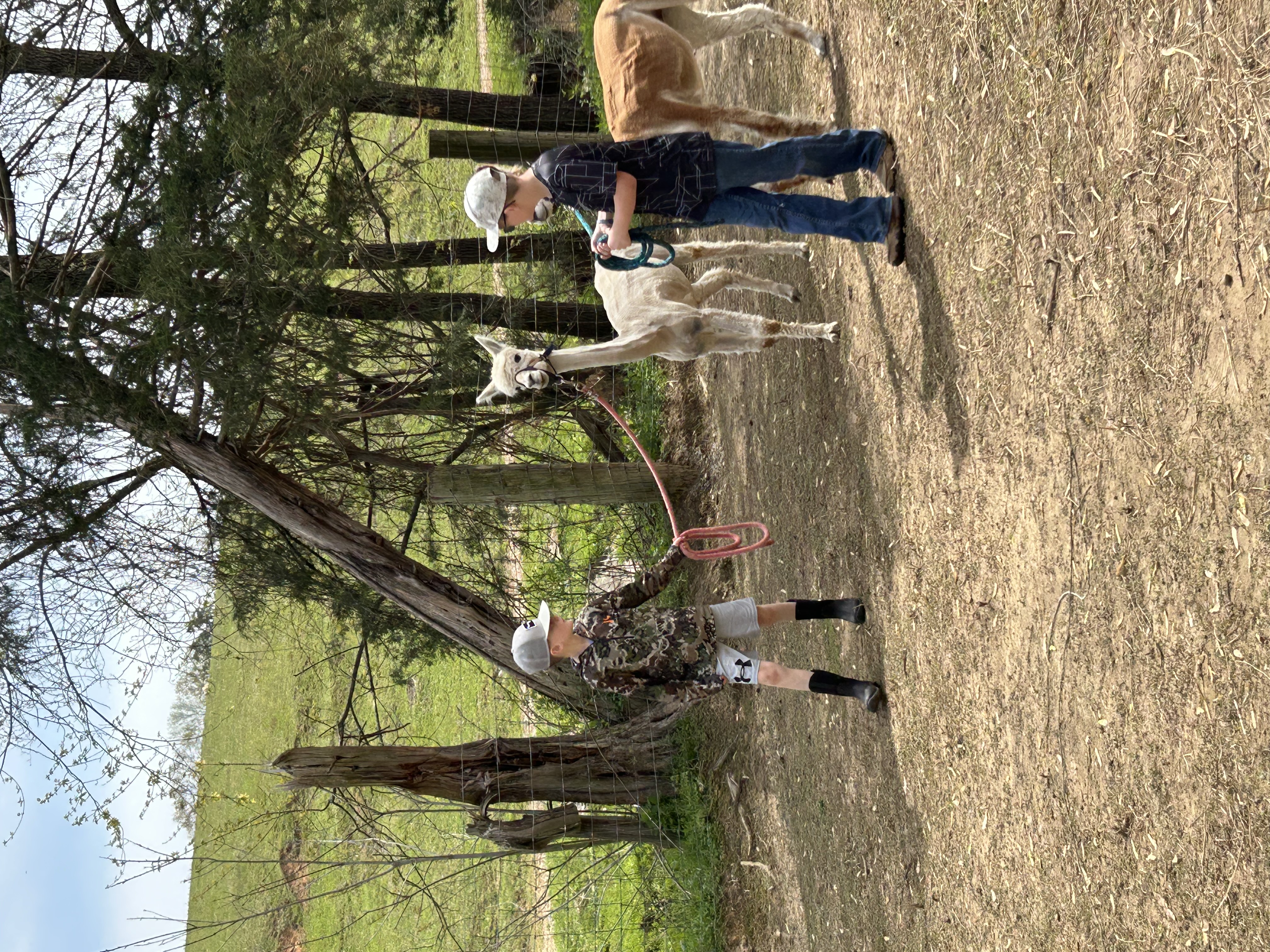 Boys with alpacas
