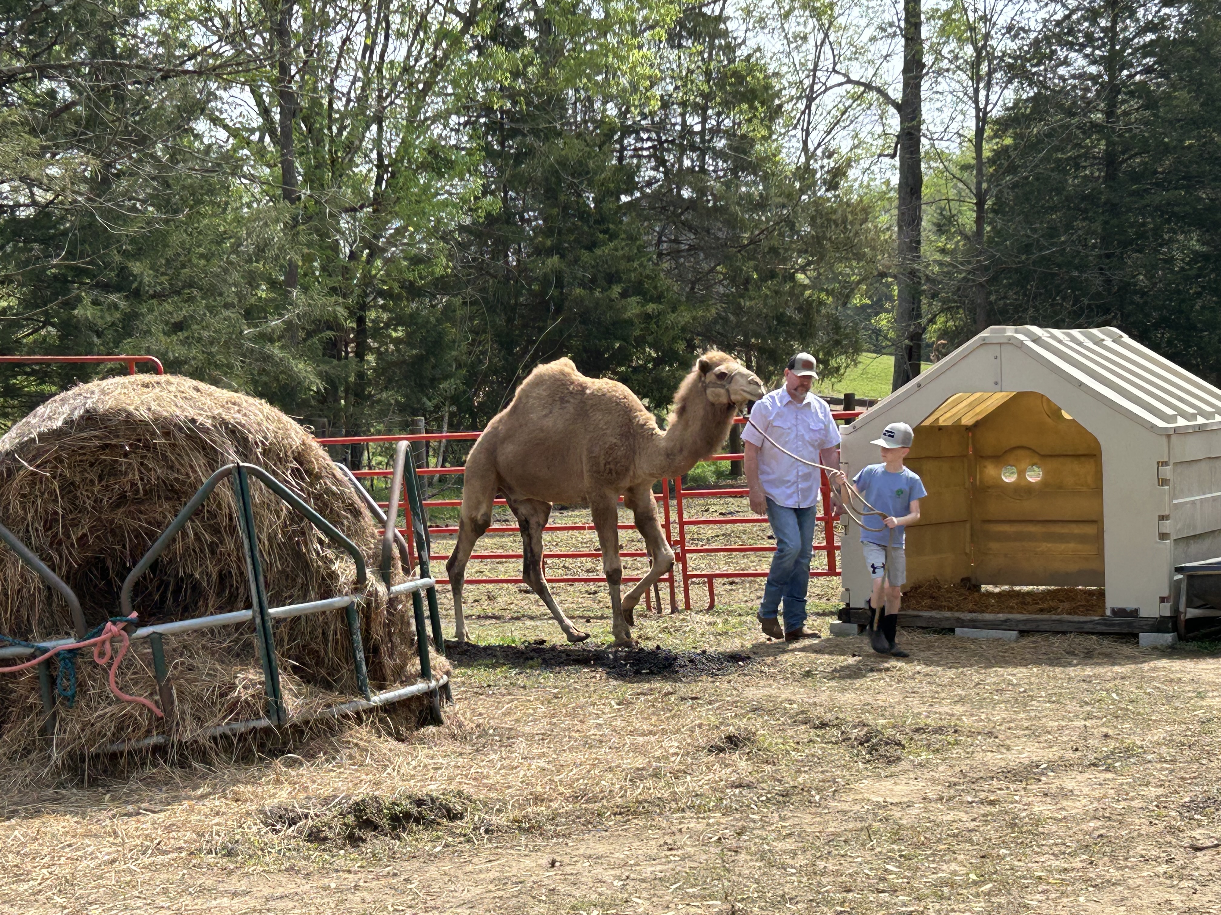 People with a camel