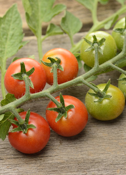 Tomatoes on table