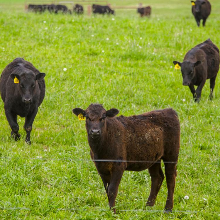  Beef cattle in field