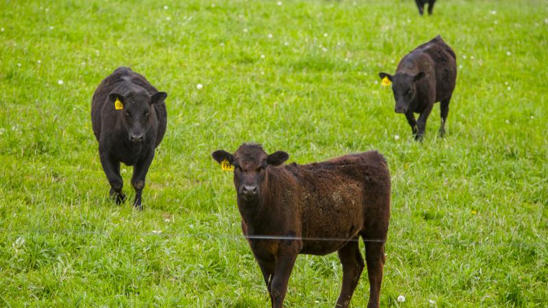 Beef cattle in field