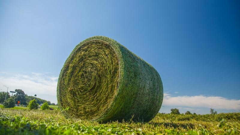 Roll of alfalfa in field