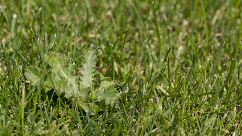 Weed in field