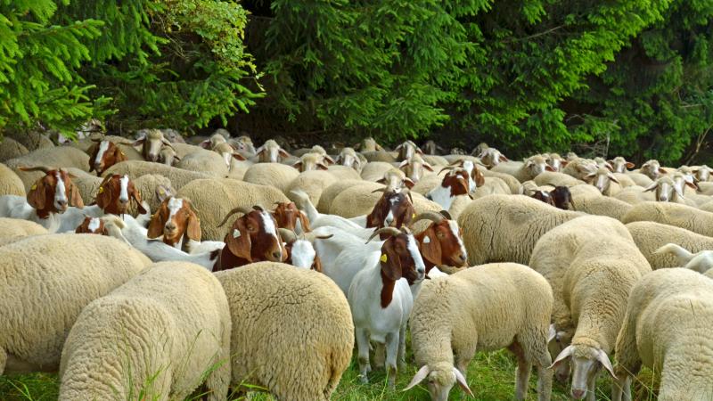 Sheep & goats in a field